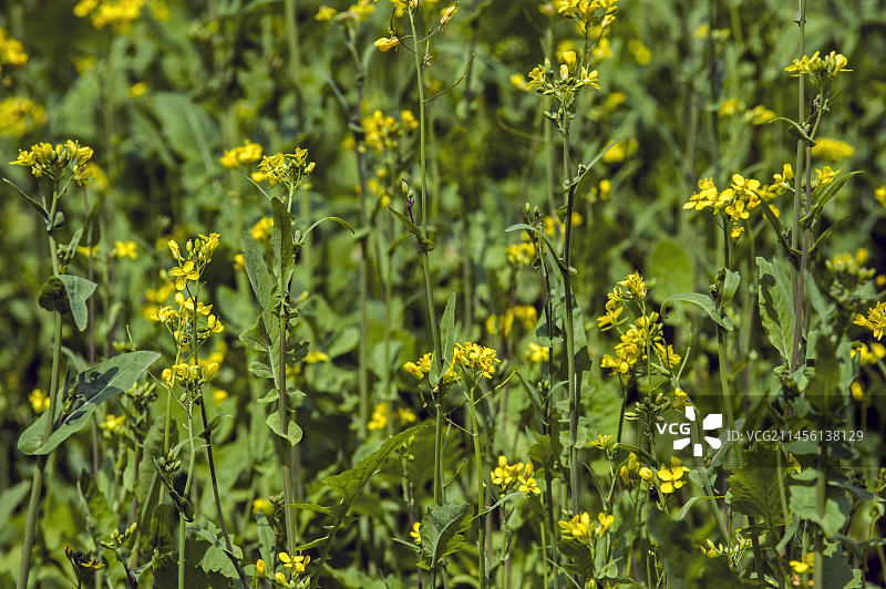 盛开的油菜花田图片素材
