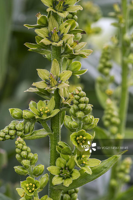 白藜芦，欧洲白藜芦，白藜芦（Veratrum album）开花图片素材