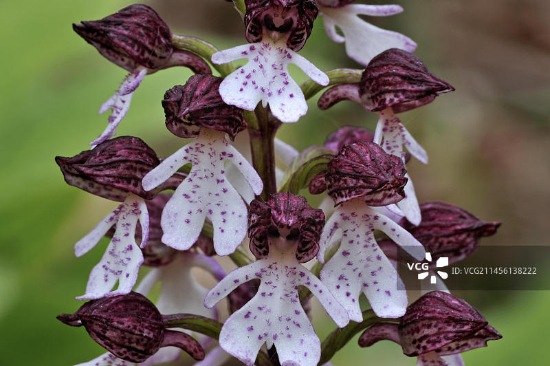 盛开的紫Orchis兰花图片素材