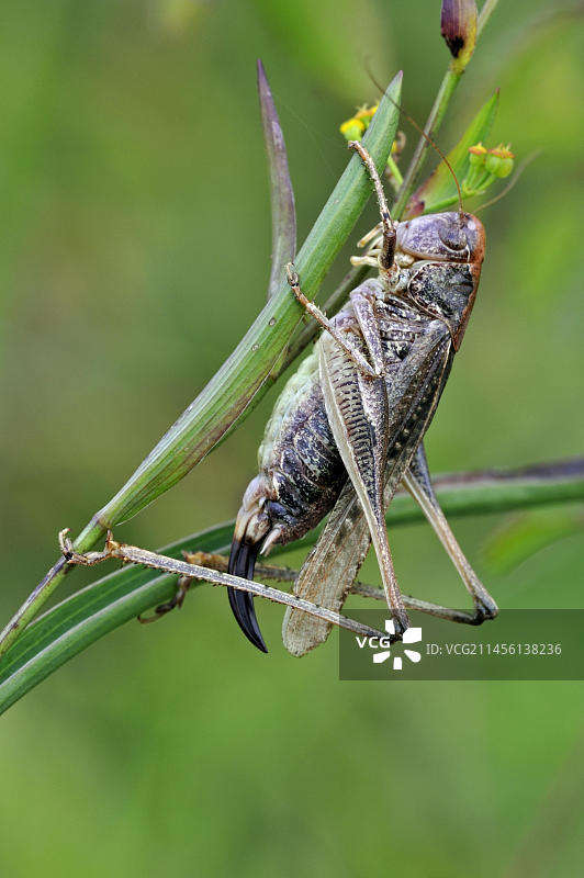 正在捕食的灰色灌木蟋蟀图片素材