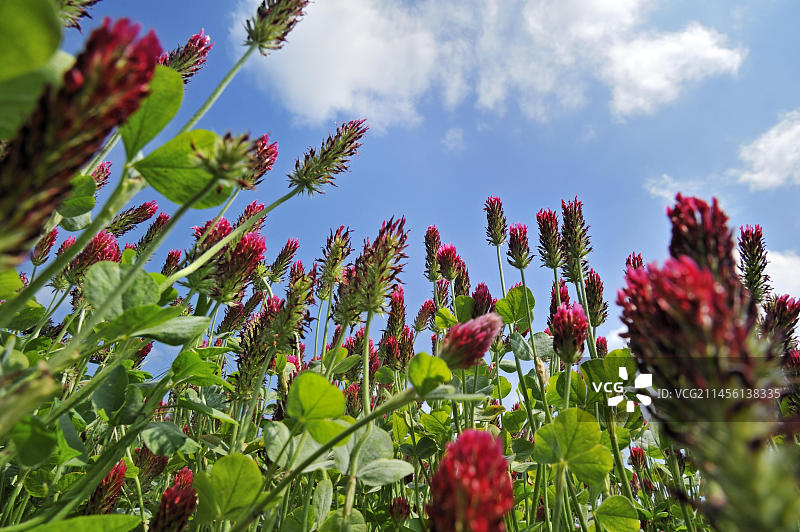 绛三叶草田野图片素材