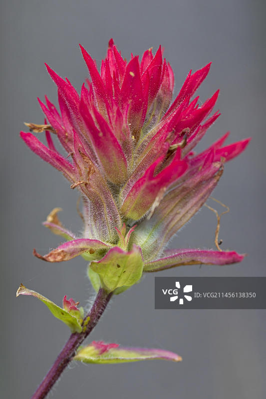 北美西部本土的巨型红色印度画笔花特写图片素材