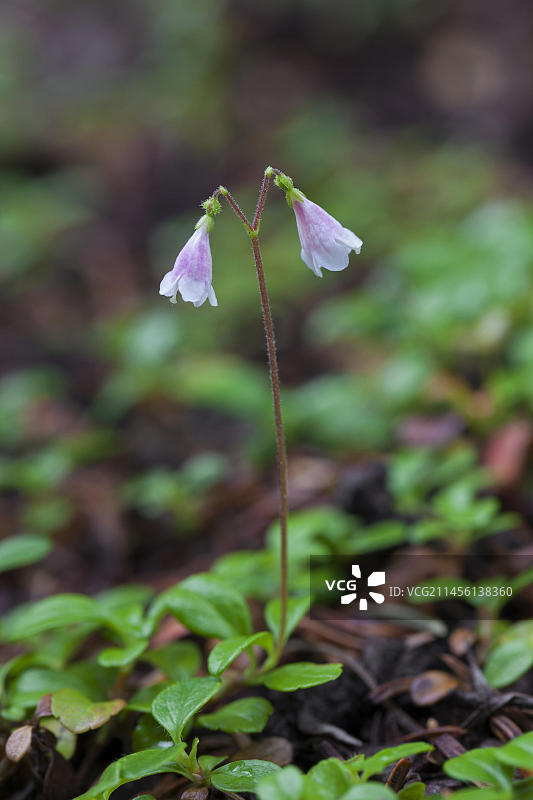 蔓越莓花图片素材