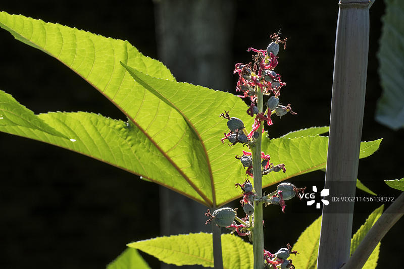蓖麻（原产于东南地中海盆地、东非和印度）的雌花图片素材