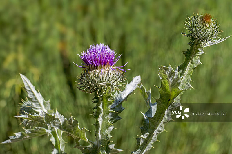 开花的棉蓟（Onopordum acanthium），苏格兰蓟图片素材