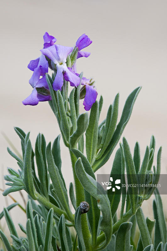 海紫罗兰(Matthiola sinuata) (Cheiranthus muricatus)开花图片素材
