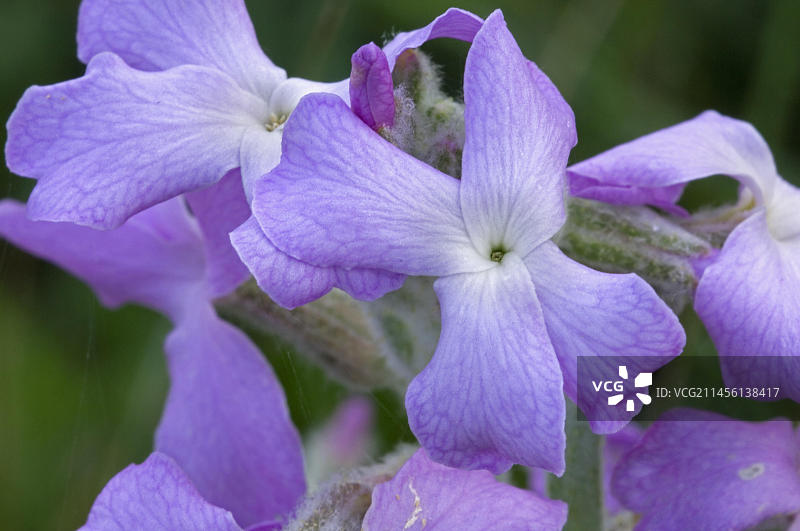 海紫罗兰(Matthiola sinuata) (Cheiranthus muricatus)开花图片素材