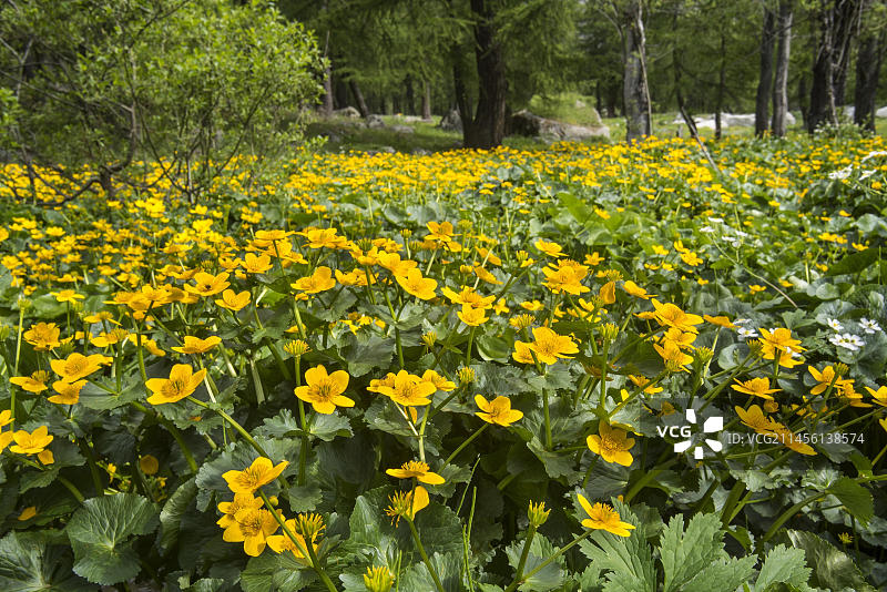 森林中盛开的沼泽金盏花图片素材