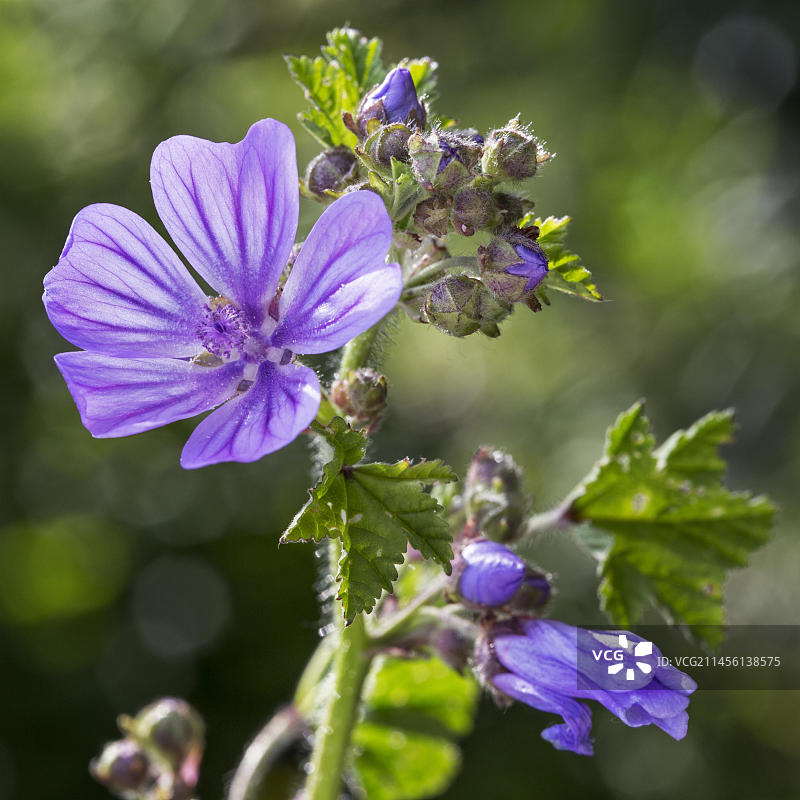 锦葵（欧洲锦葵），开花图片素材