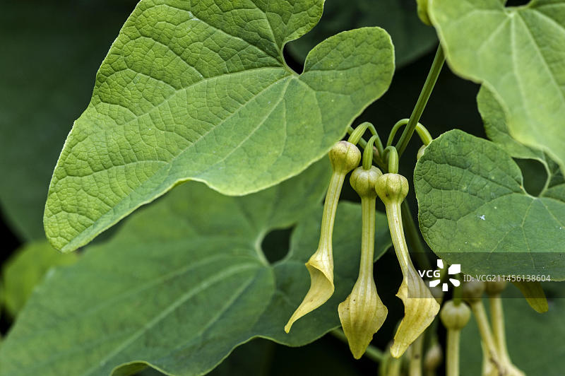 欧洲马兜铃花朵特写图片素材