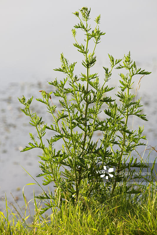 近距离观察艾草（普通蒿）图片素材
