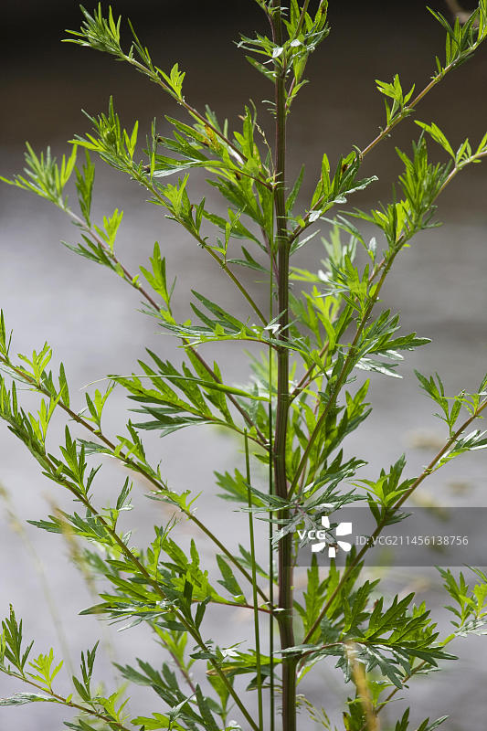 近距离观察艾草（普通蒿）图片素材