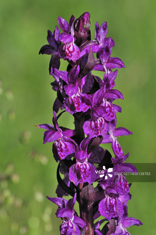 盛开的宽叶沼兰，比利牛斯山脉，法国，欧洲图片素材