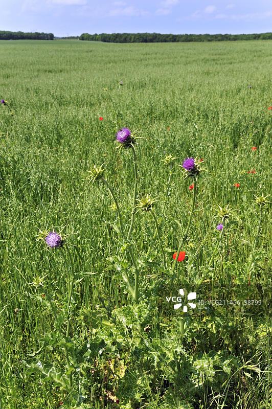 水飞蓟,地中海水飞蓟(Silybum marianum),在法国La Brenne田野中图片素材