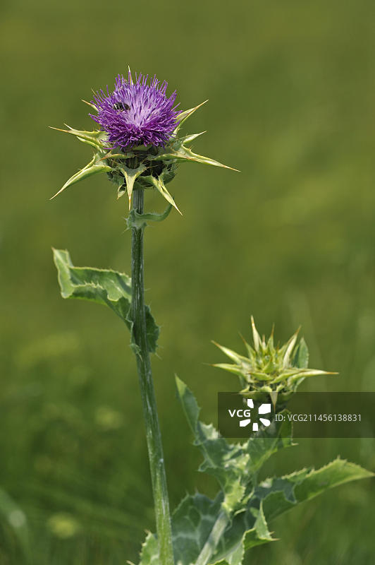 水飞蓟，地中海水飞蓟（Silybum marianum），在法国La Brenne田野中图片素材