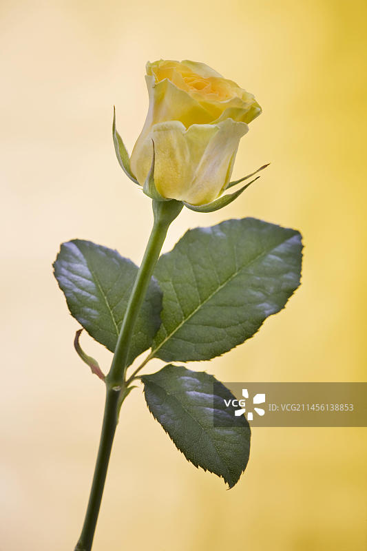 黄色玫瑰特写图片素材