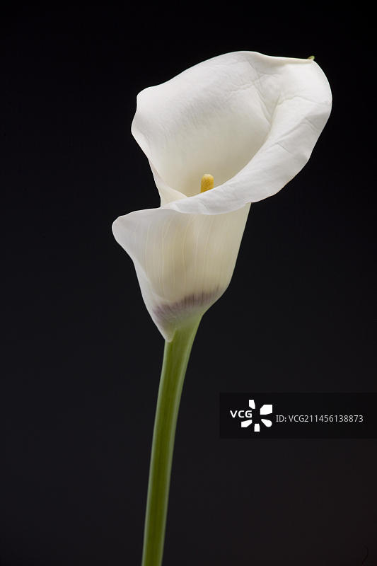 原产于南部非洲的海芋图片素材