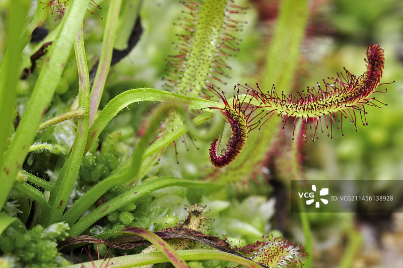 原产于南非开普敦的茅膏菜图片素材