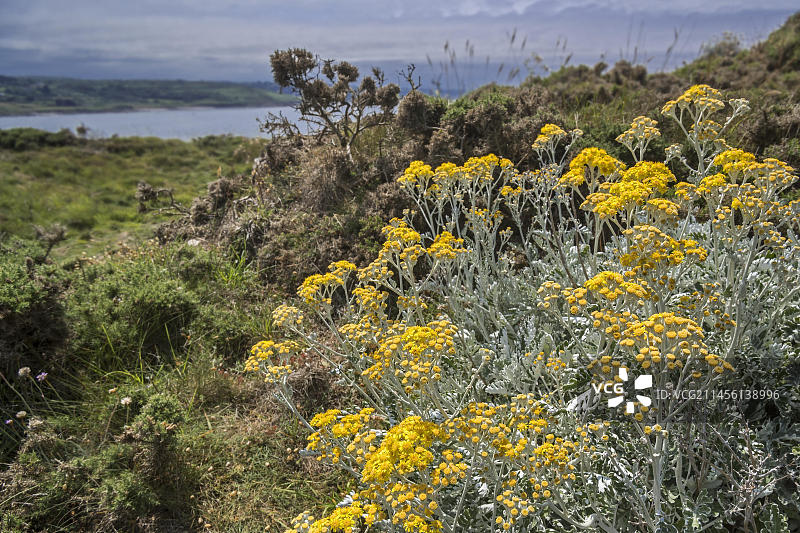北海沿岸开花的银叶菊图片素材