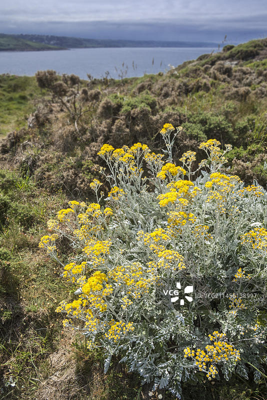 北海沿岸开花的银叶菊图片素材