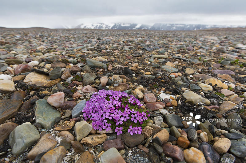 北极苔藓图片素材