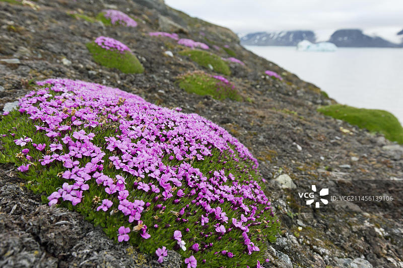 北极苔藓图片素材
