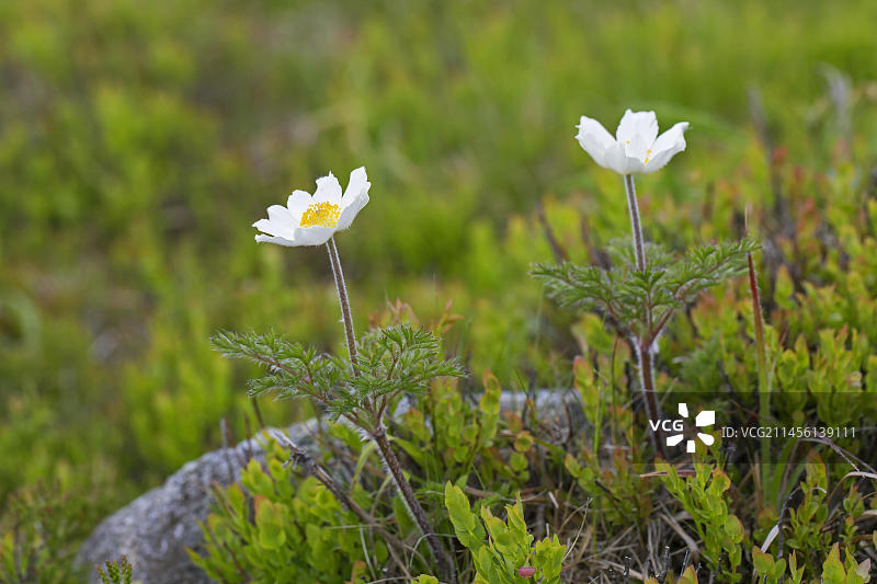 高山白头翁花(pulsatila alpina)，春季开花的高山海葵，原产于欧洲中部和南部山脉图片素材