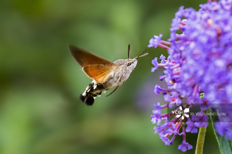 蜂鸟鹰蛾(Macroglossum stellatarum)在夏季飞翔采蜜图片素材