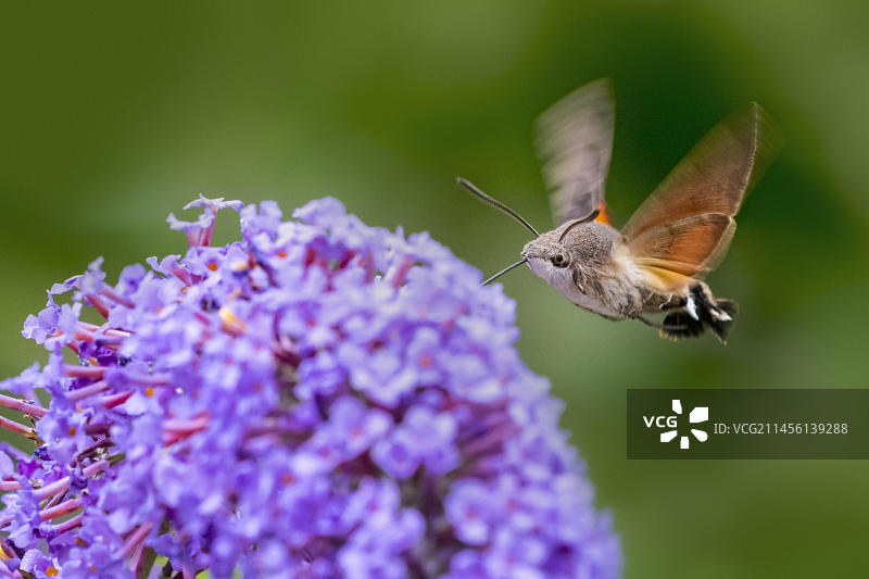 蜂鸟鹰蛾（Macroglossum stellatarum）在夏季飞翔采蜜图片素材
