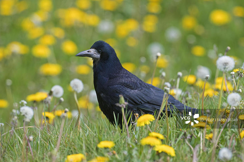 秃鼻乌鸦在春季野花草甸中觅食图片素材