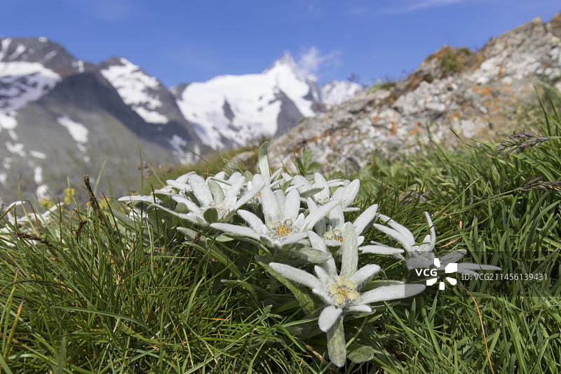 奥地利大格洛克纳山前盛开的雪绒花图片素材