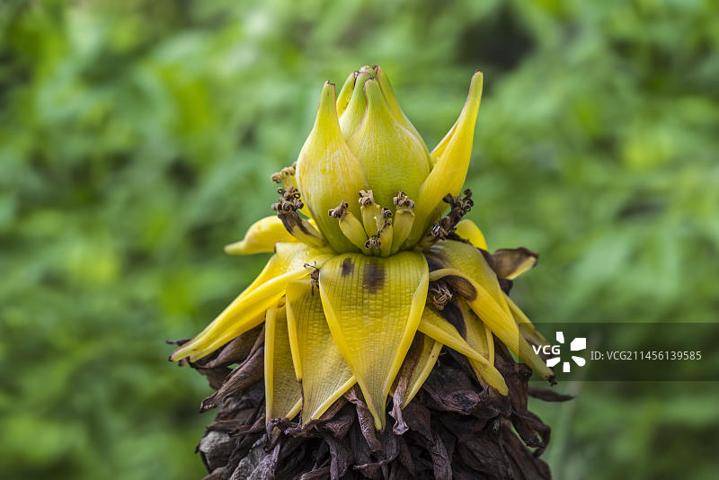 中国矮香蕉（地涌金莲），亚洲图片素材