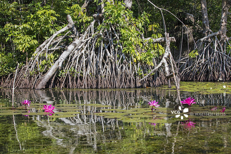 危地马拉杜尔塞河红树林水生植物和睡莲图片素材