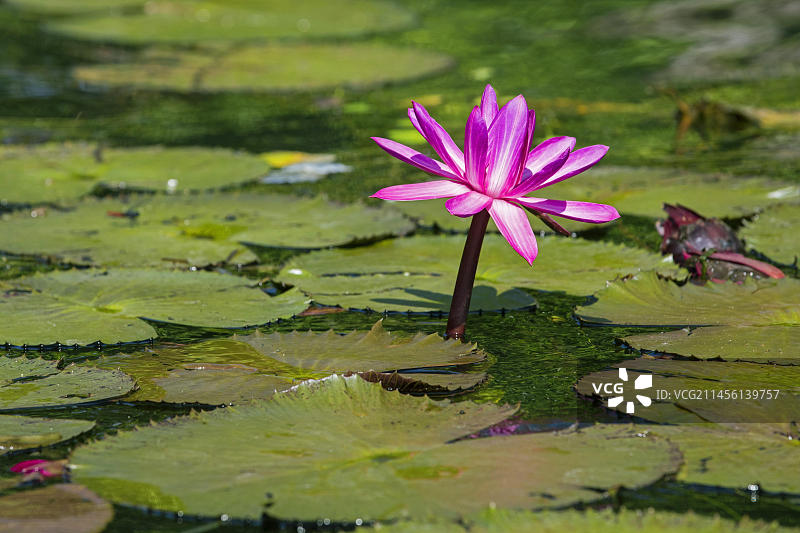杜尔塞河粉色睡莲（Nymphaea ampla），危地马拉伊萨瓦尔省图片素材