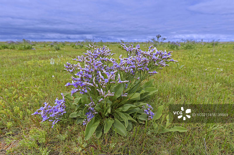 海蓬子（补血草）盐沼植物夏季盐沼花卉图片素材