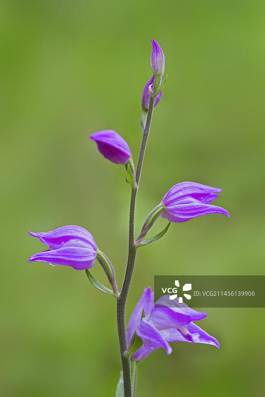 夏季盛开的红花头兰图片素材