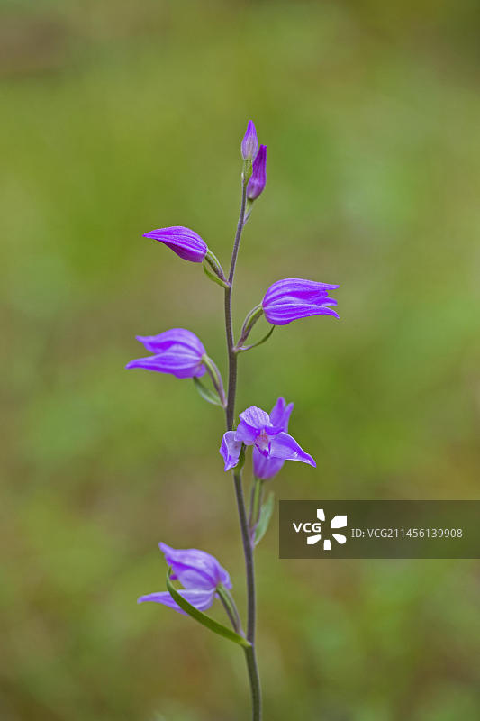 夏季盛开的红花头兰图片素材