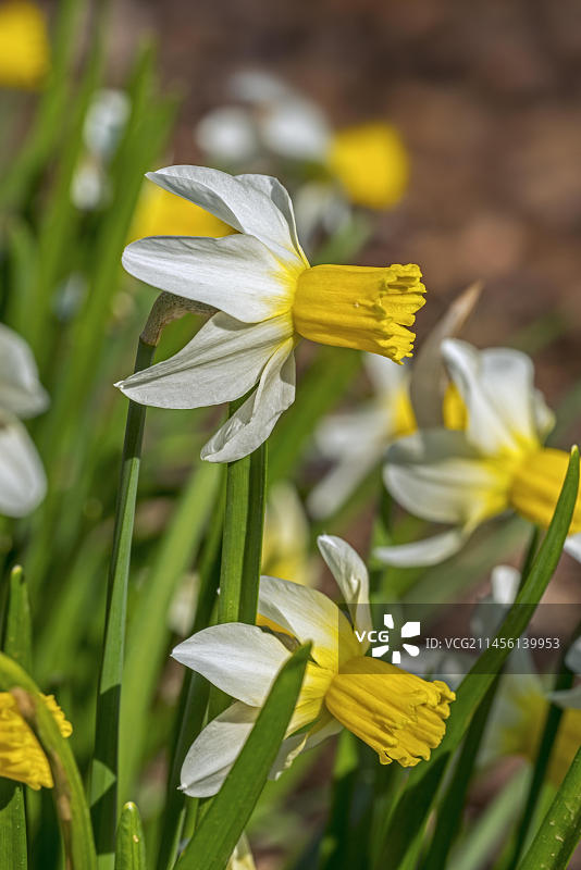 白色水仙花品种（喇叭水仙）杰克鹬，春天黄色花冠特写图片素材