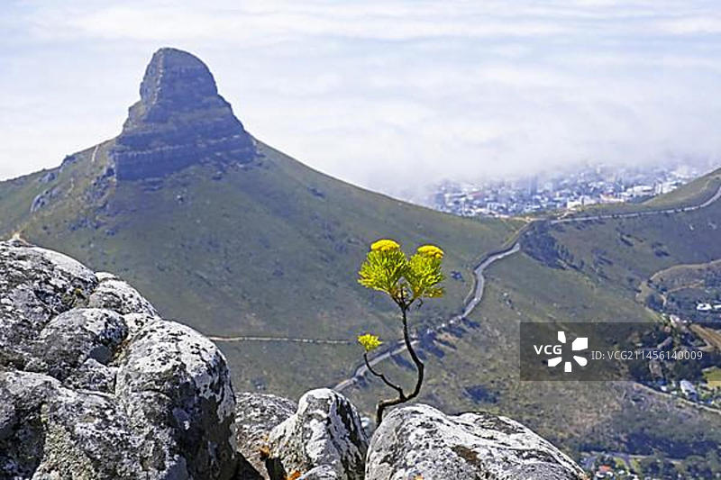 南非开普敦桌山盛开的库尔特灌木图片素材