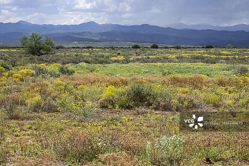 沿着风景优美的62号公路的典型卡鲁植被,位于南非西开普省罗伯逊至奥茨胡恩的历史道路图片素材