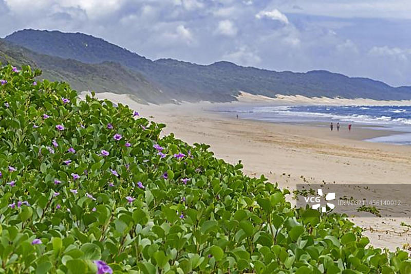 南非伊西曼加利索湿地公园维达角海滩图片素材
