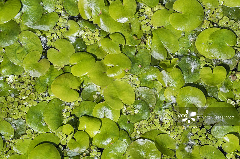 欧洲水鳖漂浮在池塘中的叶子图片素材