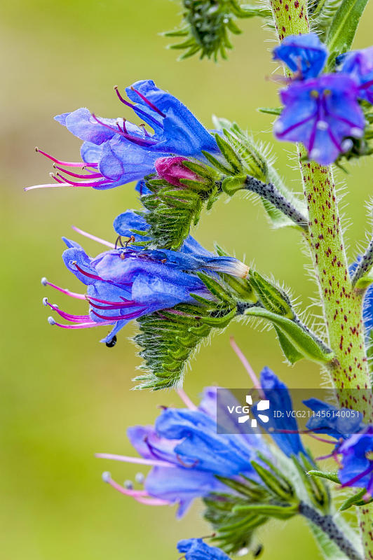 开花的蓝蓟（Echium vulgare）图片素材