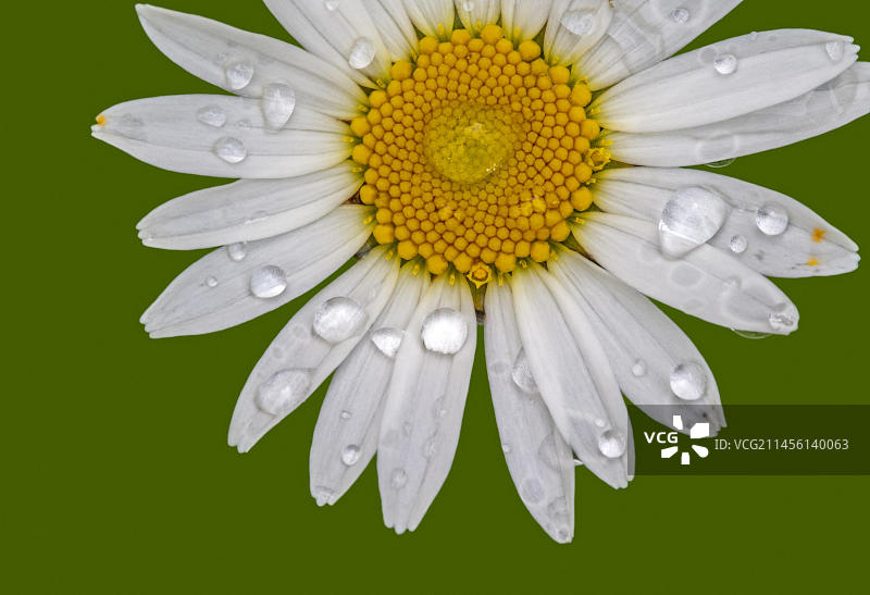 牛眼菊(Leucanthemum vulgare)特写,花朵上有雨滴图片素材