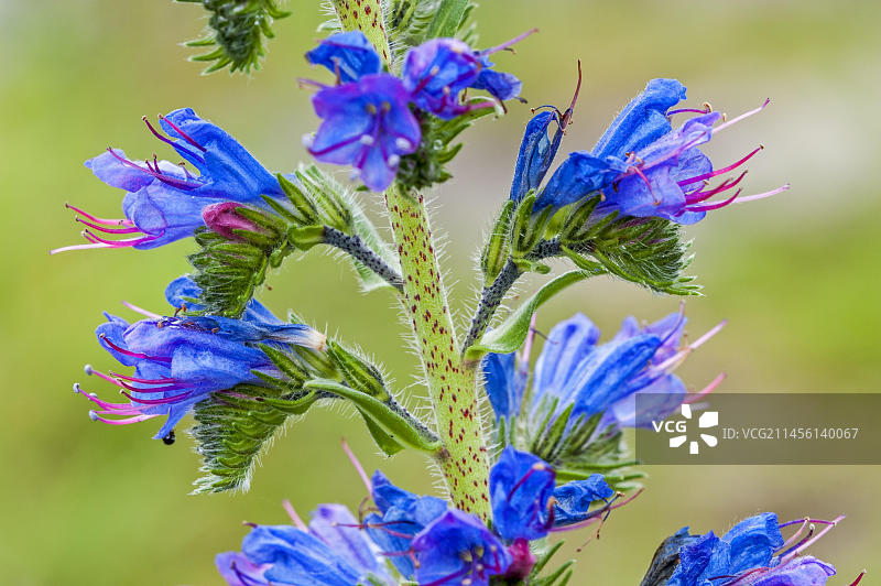 开花的蓝蓟（Echium vulgare）图片素材
