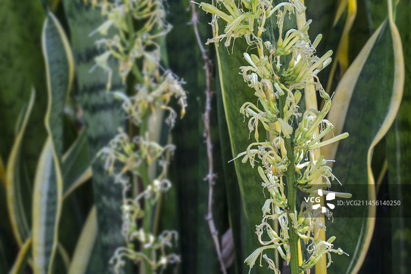开花的虎尾兰（金边虎尾兰），原产于热带西非图片素材