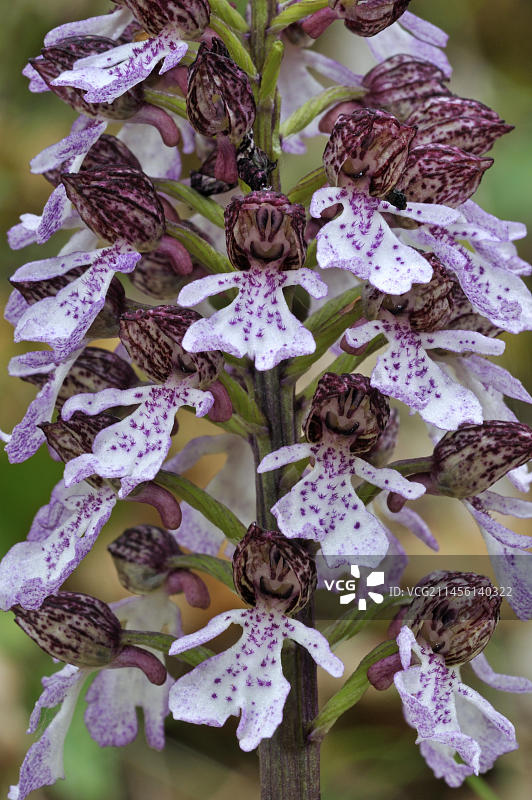 法国勃朗地区的红门兰图片素材