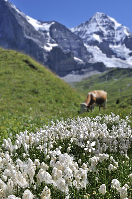 瑞士阿尔卑斯山高山草甸上的常见棉草和牛图片素材
