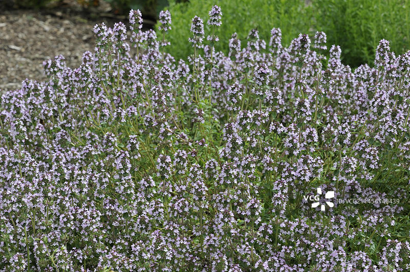 开花的野生百里香图片素材