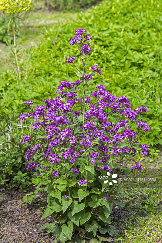 花瓣银币草图片素材